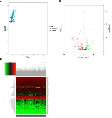 Identification of prognosis-related lncRNAs and cell validation in lung squamous cell carcinoma based on TCGA data